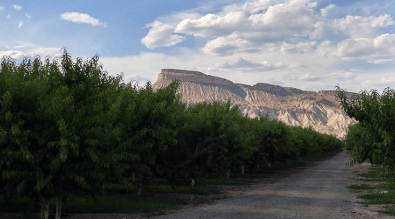 My Favorite Wineries in Palisade, CO