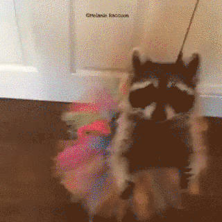 raccoon ballet
